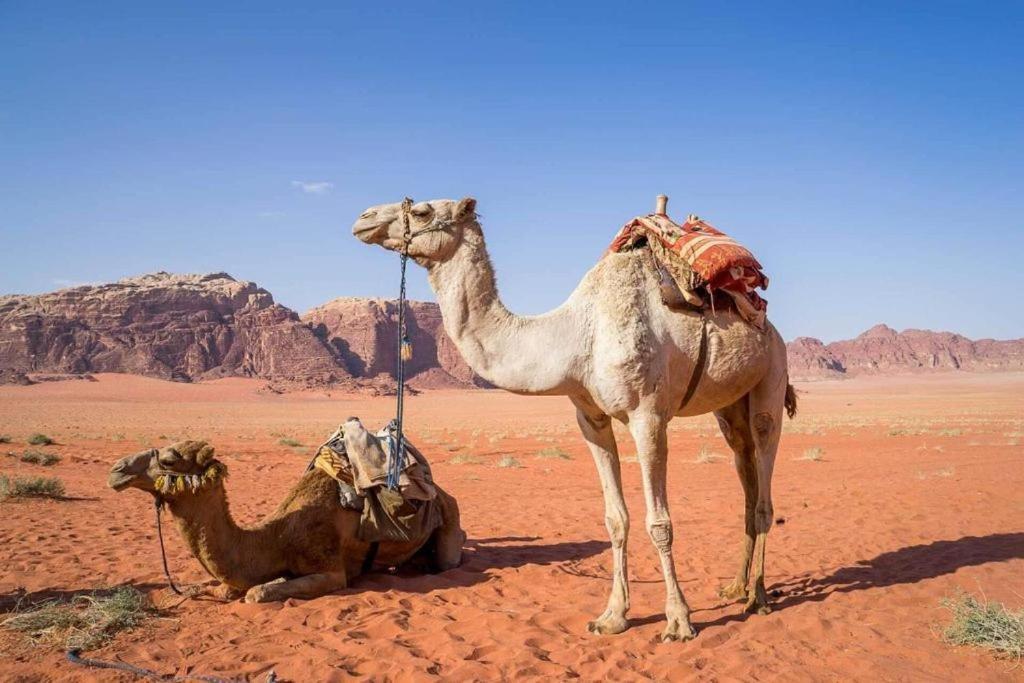 Bedouins Life Camp Hotel Aqaba Eksteriør billede