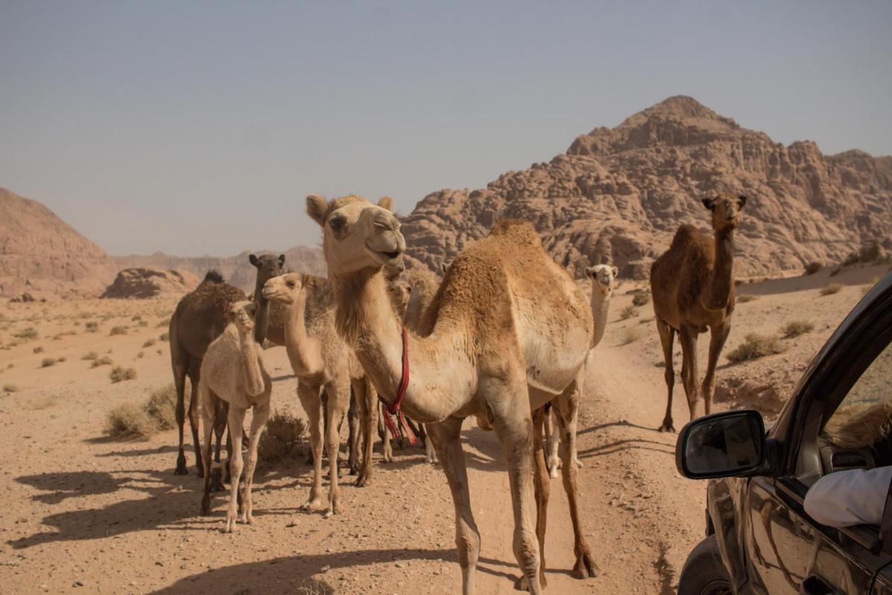 Bedouins Life Camp Hotel Aqaba Eksteriør billede